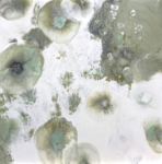 Julie Snidle: Starburst